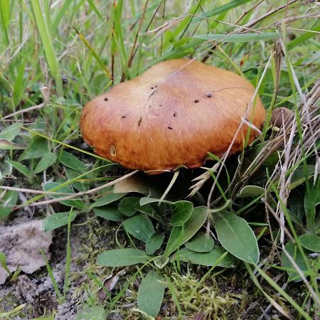 Agroturystyka Pod Dobrymi Skrzydlami Wiski Exterior photo